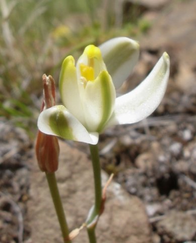 Albuca setosa tepal tips